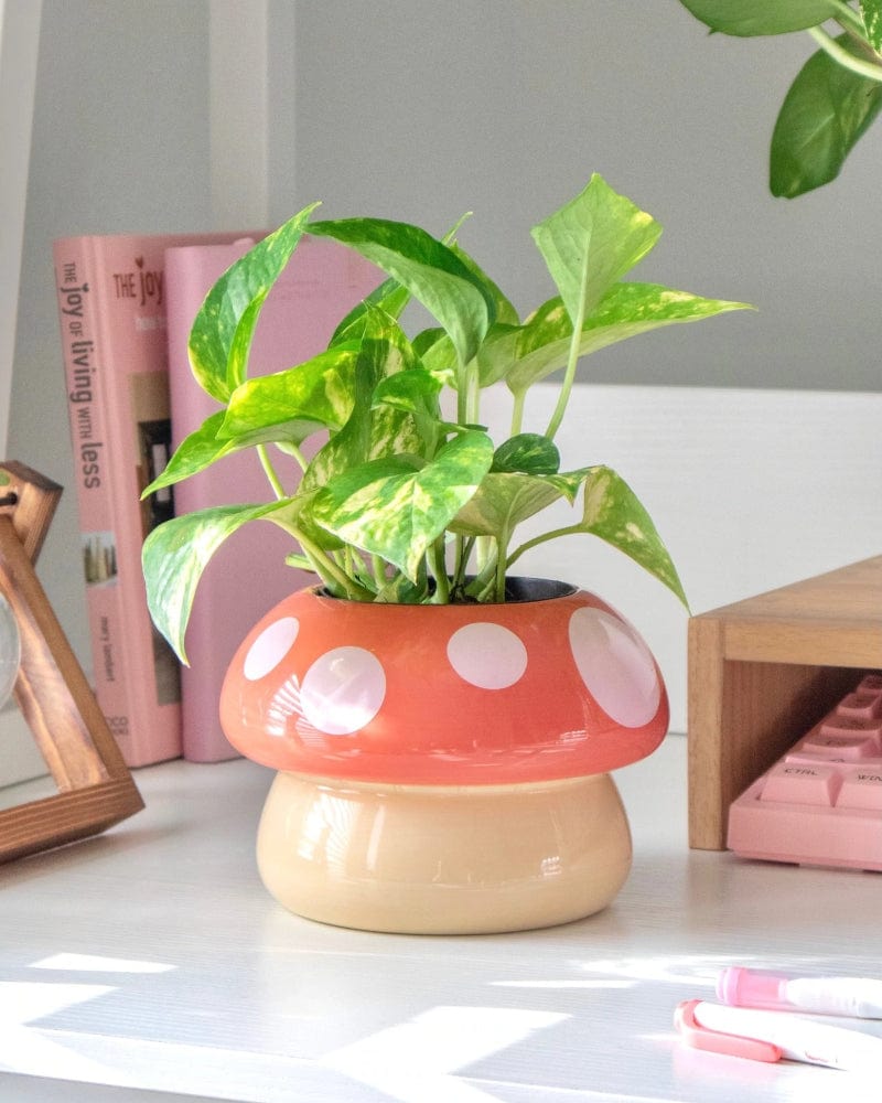 Jardinière à champignons Shopzoki©