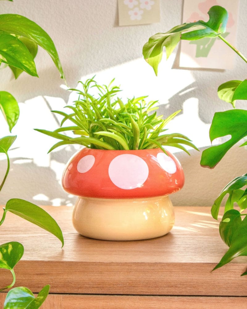 Jardinière à champignons Shopzoki©